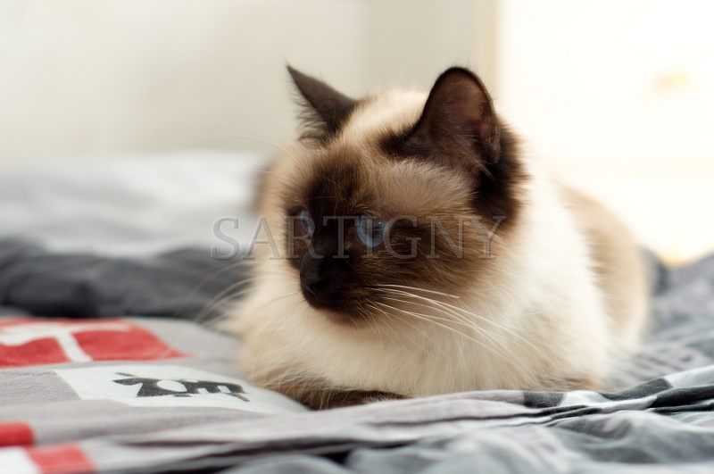 birman_005.jpg