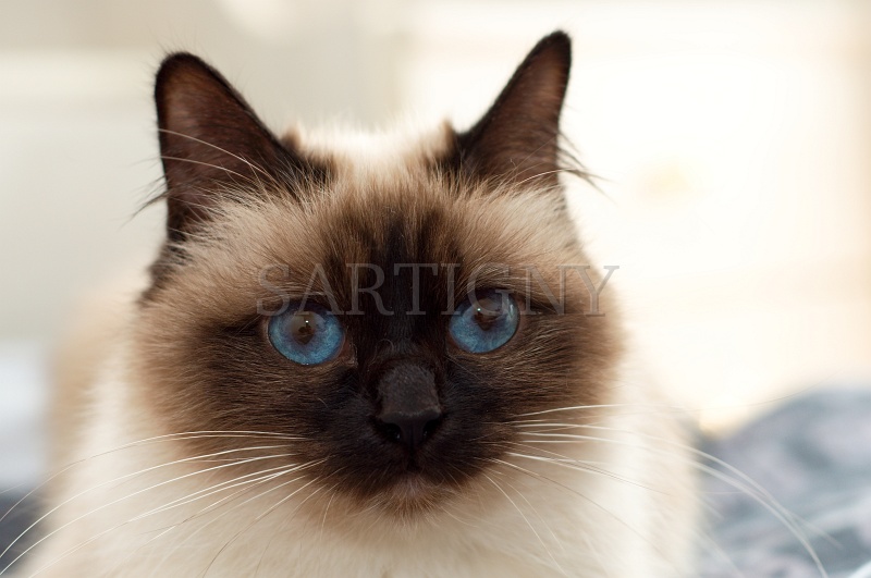 birman_008.jpg