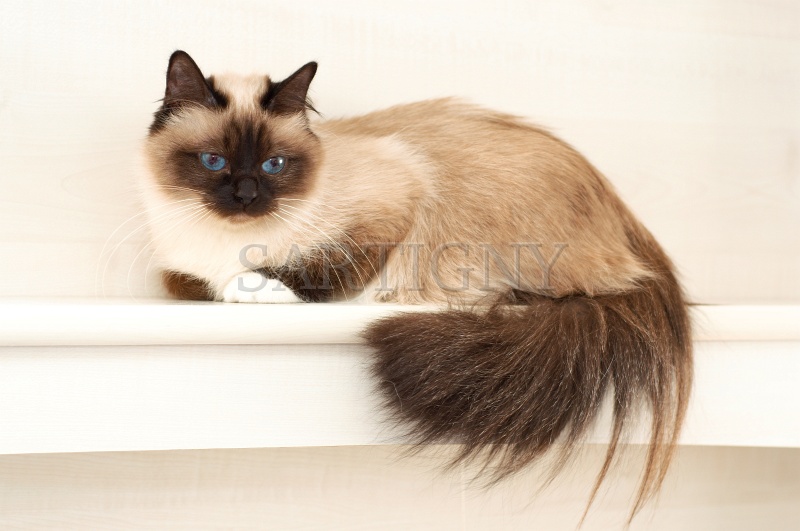 birman_012.jpg