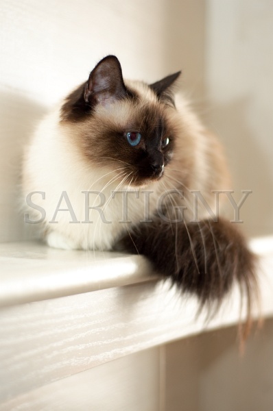 birman_017.jpg