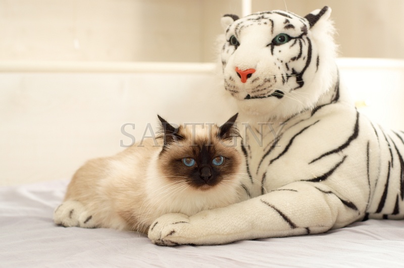 birman_022.jpg