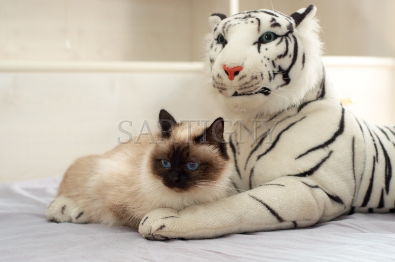 birman_024.jpg