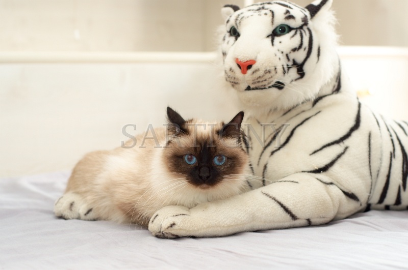 birman_025.jpg