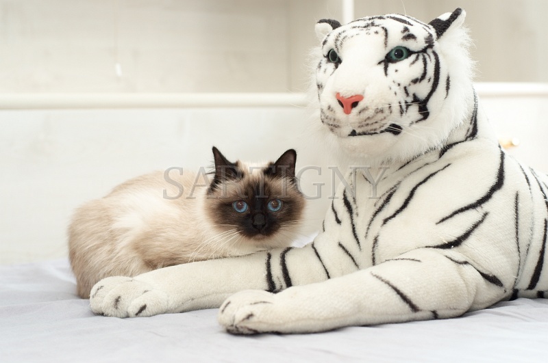 birman_028.jpg
