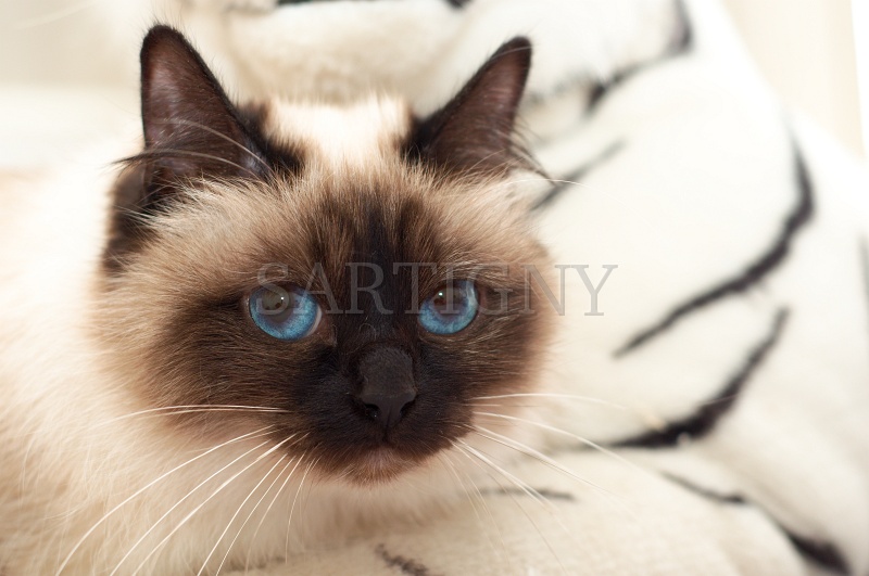 birman_032.jpg