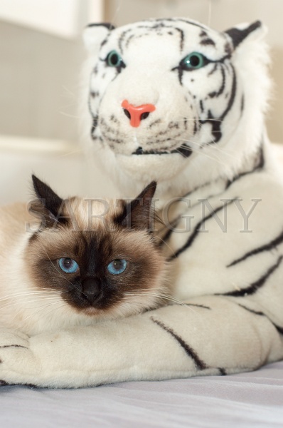 birman_034.jpg
