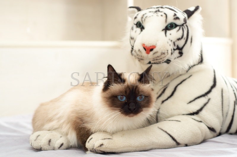 birman_036.jpg