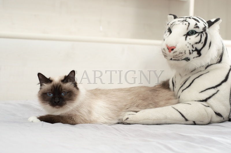 birman_037.jpg