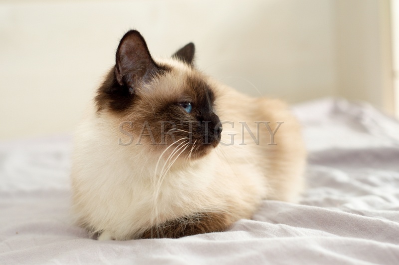 birman_040.jpg