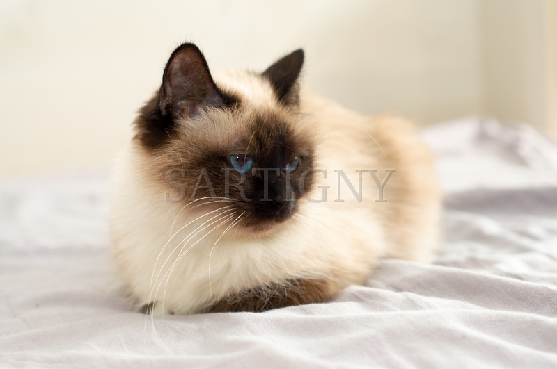 birman_041.jpg