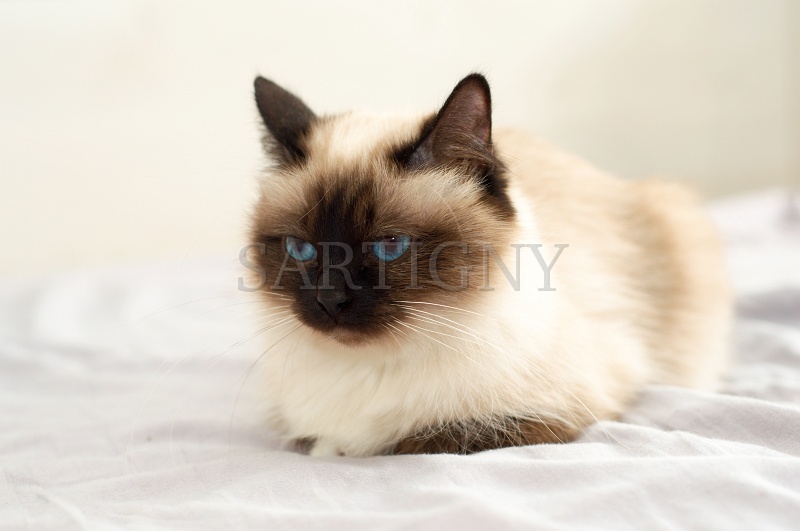 birman_043.jpg