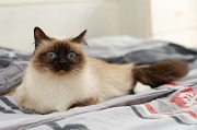 birman_001