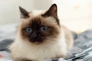 birman_002