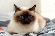 birman_003