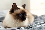 birman_004