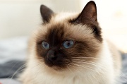 birman_006