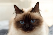 birman_007