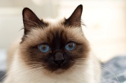 birman_008