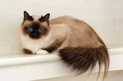 birman_009