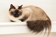 birman_010