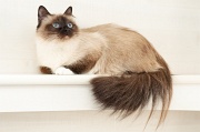 birman_011