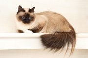 birman_012