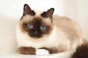 birman_013