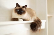 birman_014