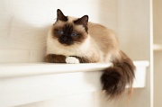 birman_015