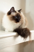 birman_016