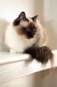 birman_017