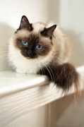 birman_018