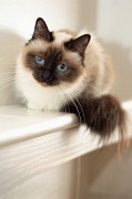 birman_019