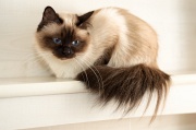 birman_020