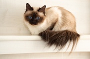 birman_021