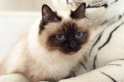 birman_029