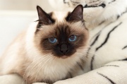 birman_030