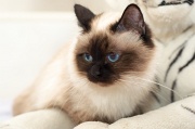 birman_031