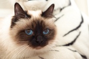 birman_032