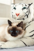 birman_033