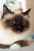 birman_038