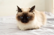 birman_039