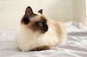 birman_040