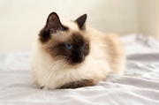 birman_041