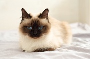 birman_042