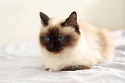 birman_043