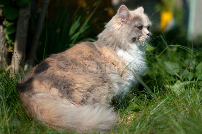 british_longhair_014.jpg