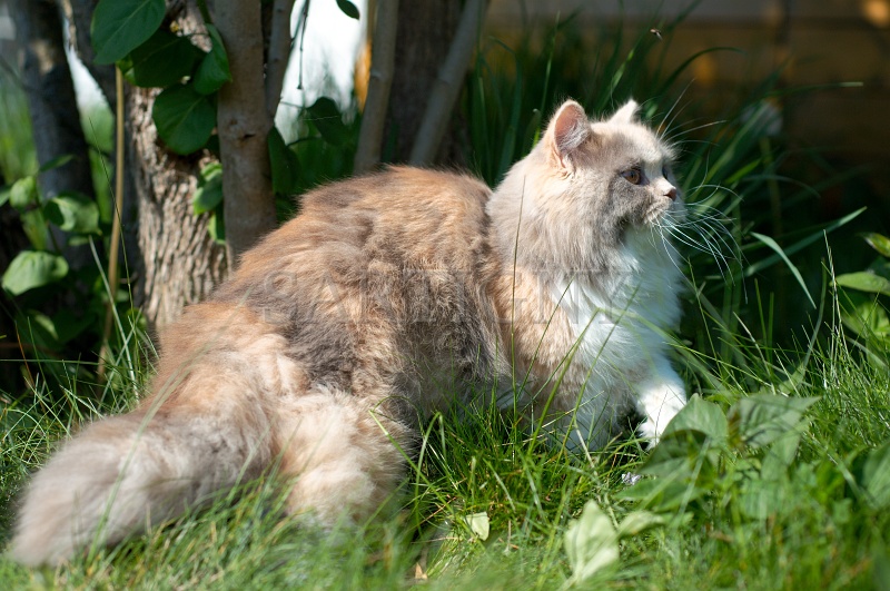 british_longhair_015.jpg
