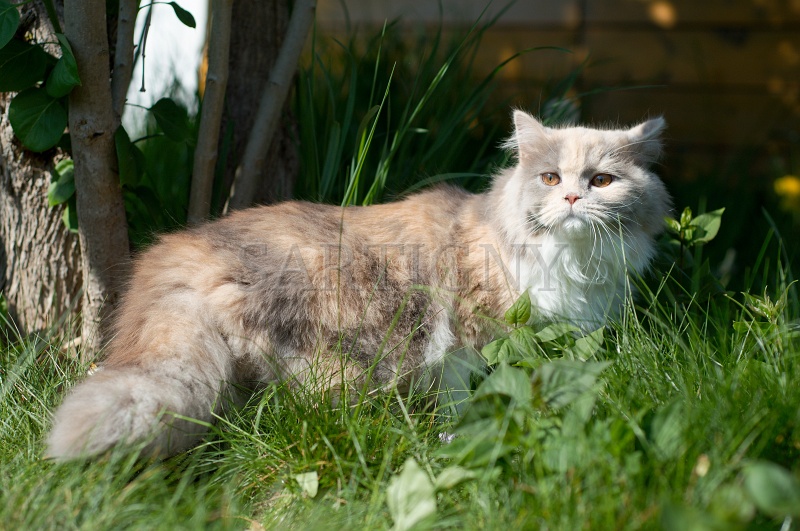 british_longhair_016.jpg