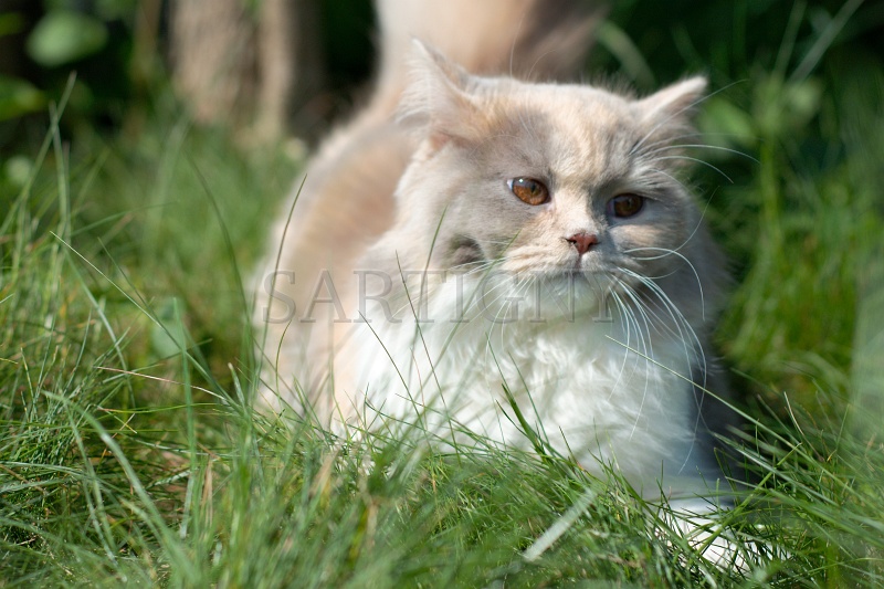 british_longhair_018.jpg